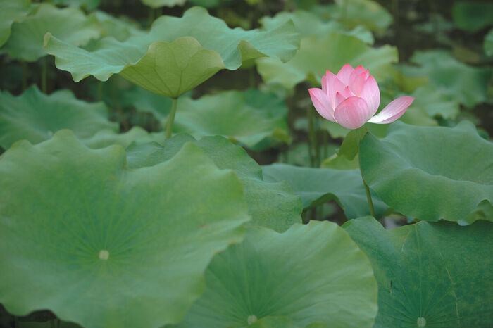 YiTuYu艺图语 Vol.7167 Tian Tian Quan Quan 8th image